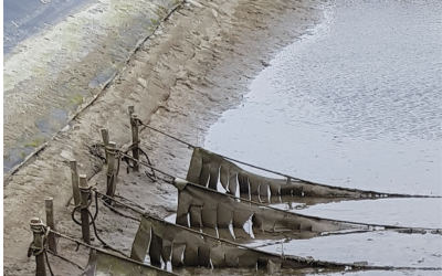 Onderzoek naar ontwikkeling integraal kweeksysteem zeewier, kokkels en garnalen van start in polder Wassenaar