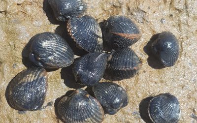 Kansen voor zoute aquacultuur in het Waddengebied