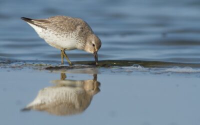 Geologie Waddengebied onderwerp eerste winterlezing Ecomare