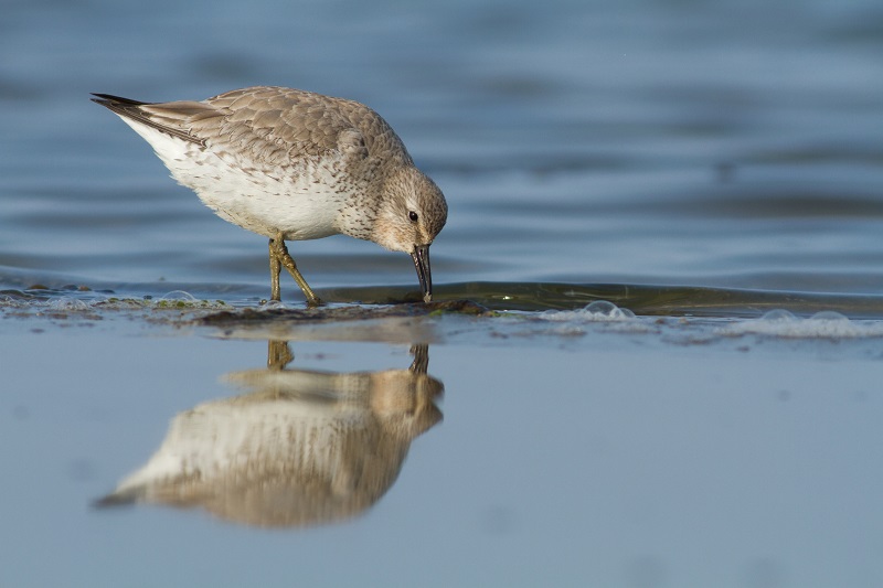 Geologie Waddengebied onderwerp eerste winterlezing Ecomare