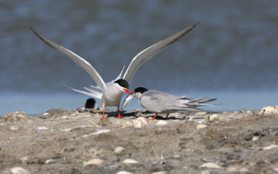 Waddenacademie krijgt rol kennisregisseur