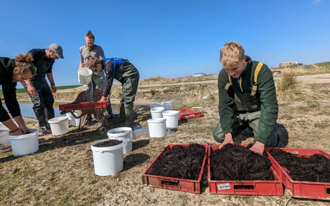 Knoopwier uitgezet in raceways Polder Wassenaar