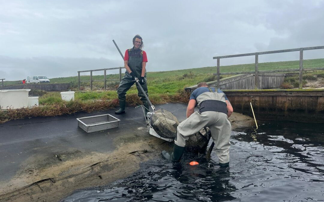 Raceways Polder Wassenaar leeg geharkt, kokkels gemeten en gewogen